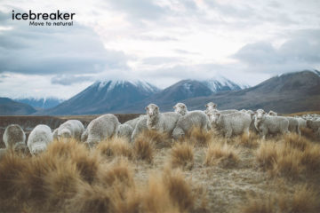 Icebreaker : vers une gamme 100% naturelle !