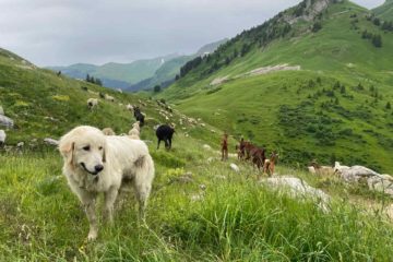 Patou : comment réagir face à ce chien de protection ?